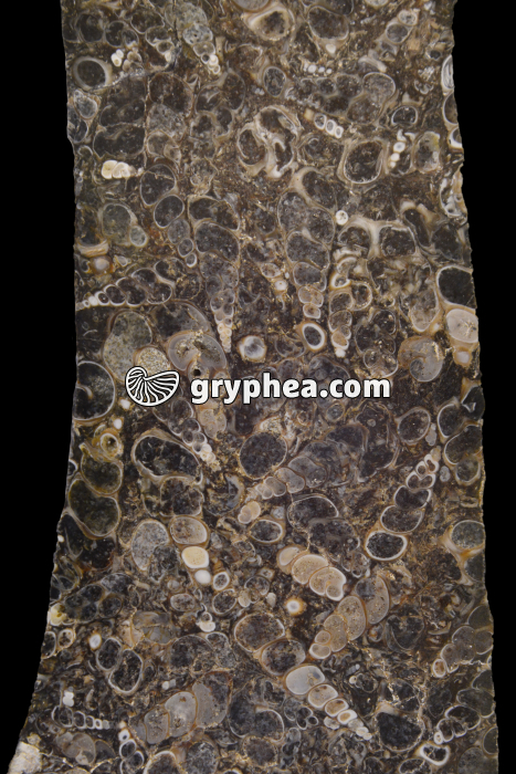 Gastéropodes dans une lumachelle (surface polie) - gryphea.com